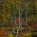 Swamp Tree