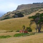 Paradise Track, Otago Peninsula, Dunedin, New Zealand