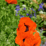Orange Poppies in Spring 3