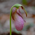 Pink Lady’s Slipper Orchid, Gloucester MA 2