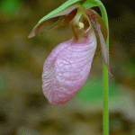 Pink Lady’s Slipper Orchid, Gloucester MA 3
