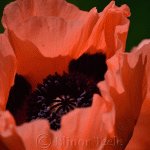 Pink Poppy in Spring 1