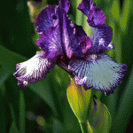Purple Bearded Iris