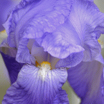 Purple Iris