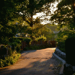 Golden Afternoon 1
