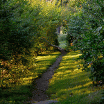 Golden Afternoon 2