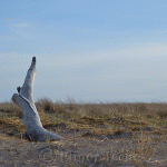 Driftwood, Crane’s Beach, Ipswich MA