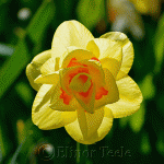 Daffodil