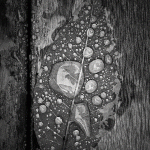 Leaf in the Rain – Black and White