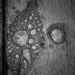 Leaves in the Rain – Black and White