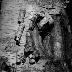 Tree in Ravenswood, Gloucester MA