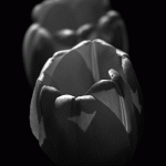 Two Tulips – Black and White