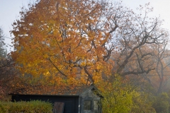 Shed & Tree in Fog