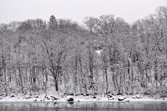 Snowy Woods