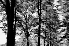 Alley of Evergreens 1