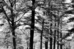 Alley of Evergreens 2