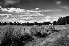 August Fields