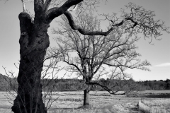 Leafless Trees 1
