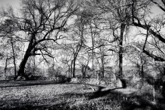 Leafless Trees 2