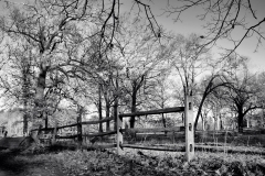 Leafless Trees 3