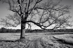 Leafless Trees 4