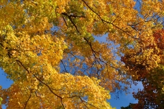 Golden Foliage