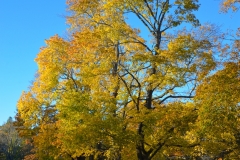 Yellow Tree