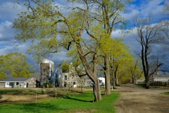 Milking Barn & Avenue