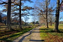 November Afternoon 1