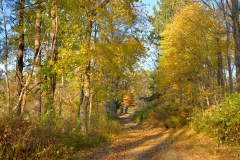 November Afternoon 2