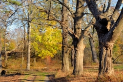 November Afternoon 3