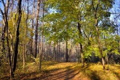 November Afternoon 4