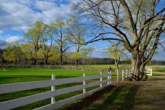 White Fence