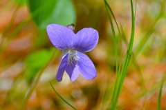 Dog Violet