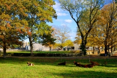 October Cows