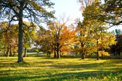 Orange Trees