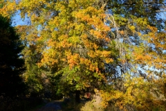 Orange & Blue