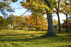 Pasture & October Trees