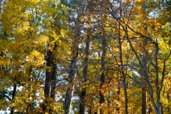 Tall Trees
