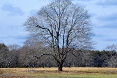 Bare Tree in February