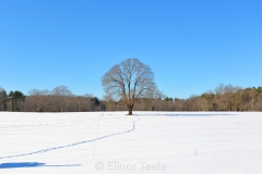 Lone Tree in Winter