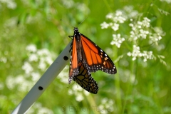Mating Monarch Butterflies