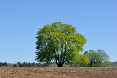 Spring Tree