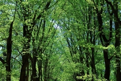 Spring Woods