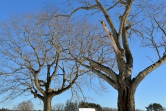 Trees & Jimmy’s Barn in Winter