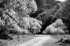 squam-creative-teele-arrow-riverbed-trees-1