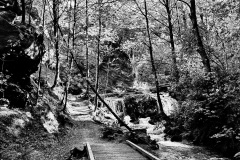 squam-creative-teele-bush-creek-spring-black-white-1