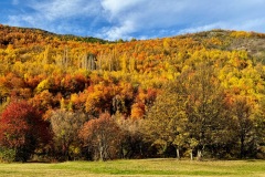 1_squam-creative-teele-arrowtown-autumn-foliage-hillside