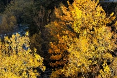 squam-creative-teele-arrow-gorge-golden-trees