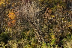 squam-creative-teele-arrow-river-autumn-yellow-green-2
